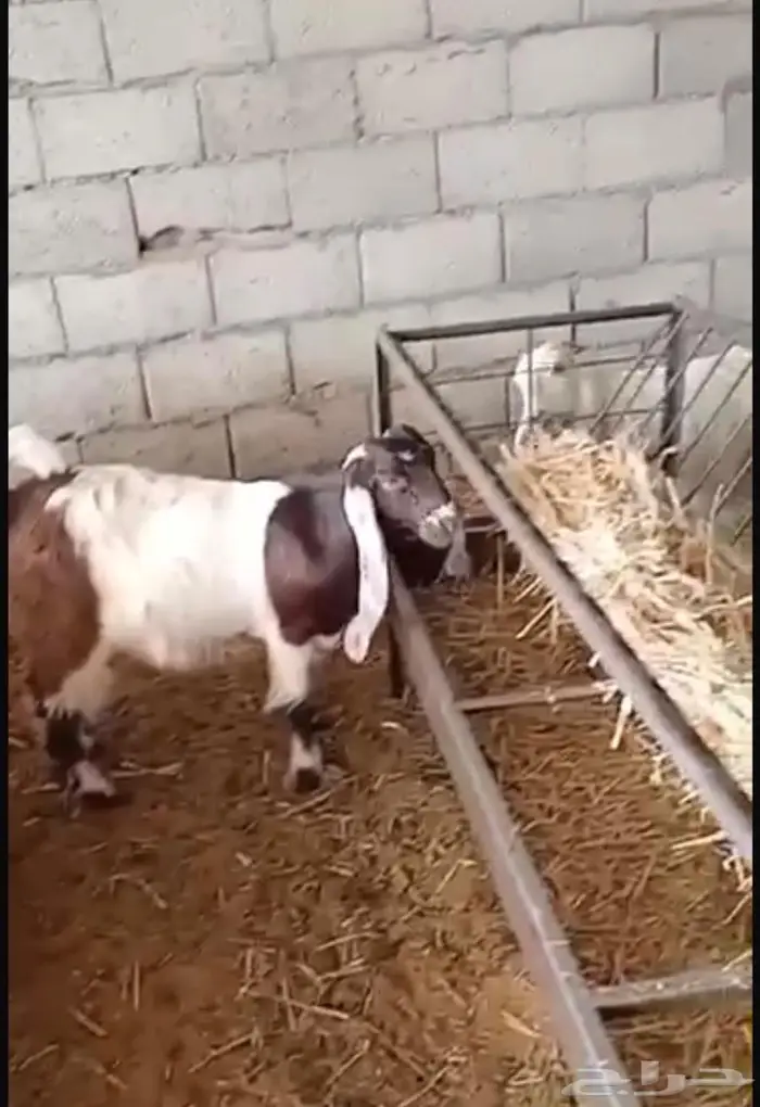 تيوس وجفار 0