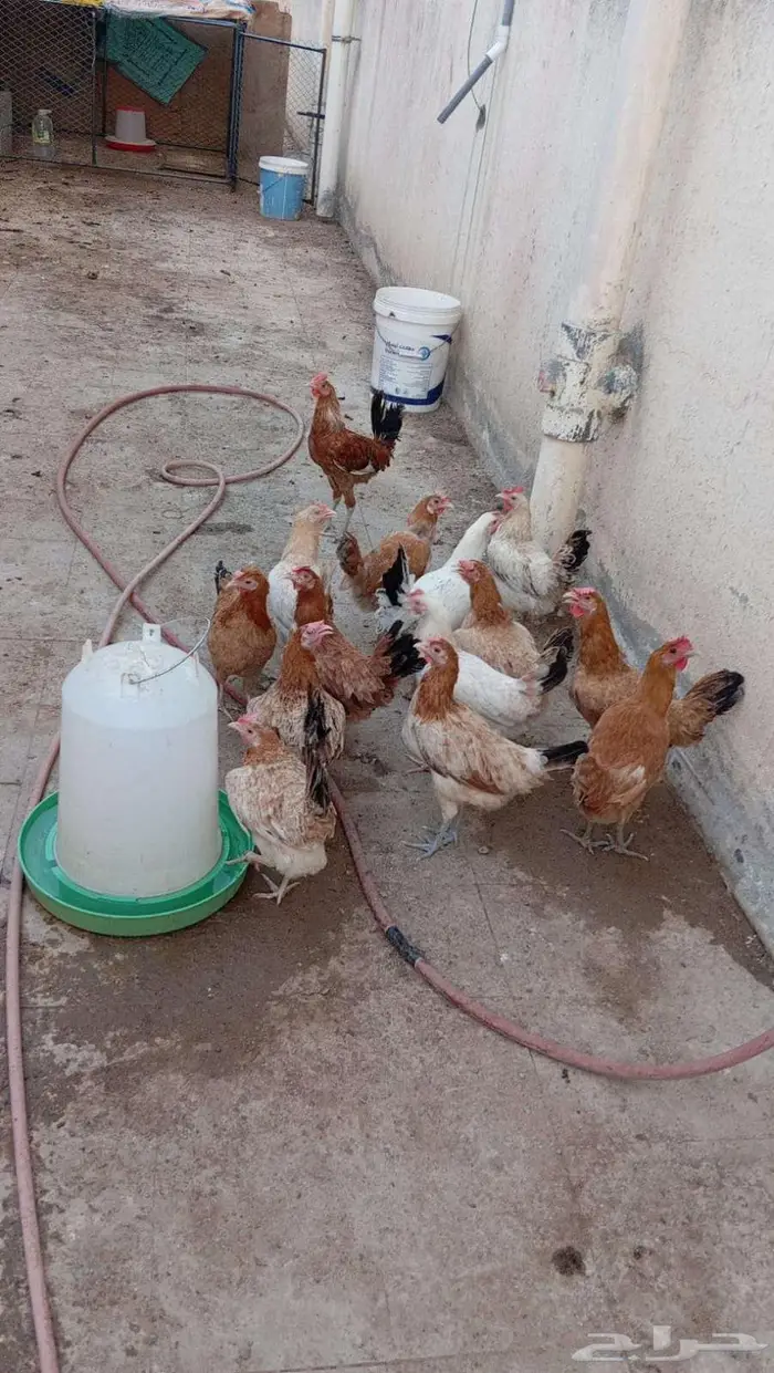 دجاج للبيع 0