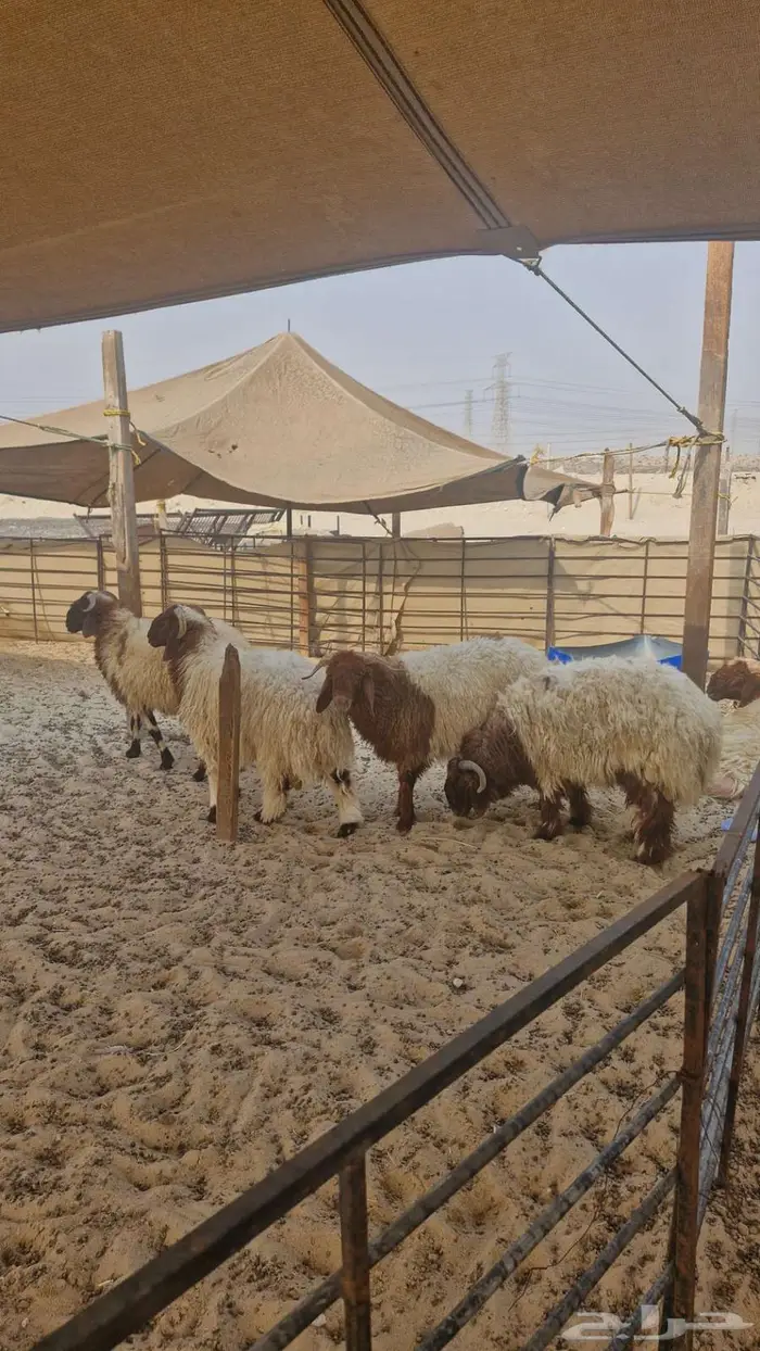 ذبايح نعيم حري تيوس سواكن 6