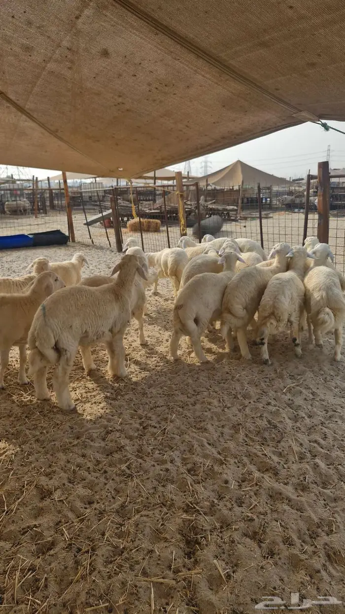 ذبايح نعيم حري تيوس سواكن 2