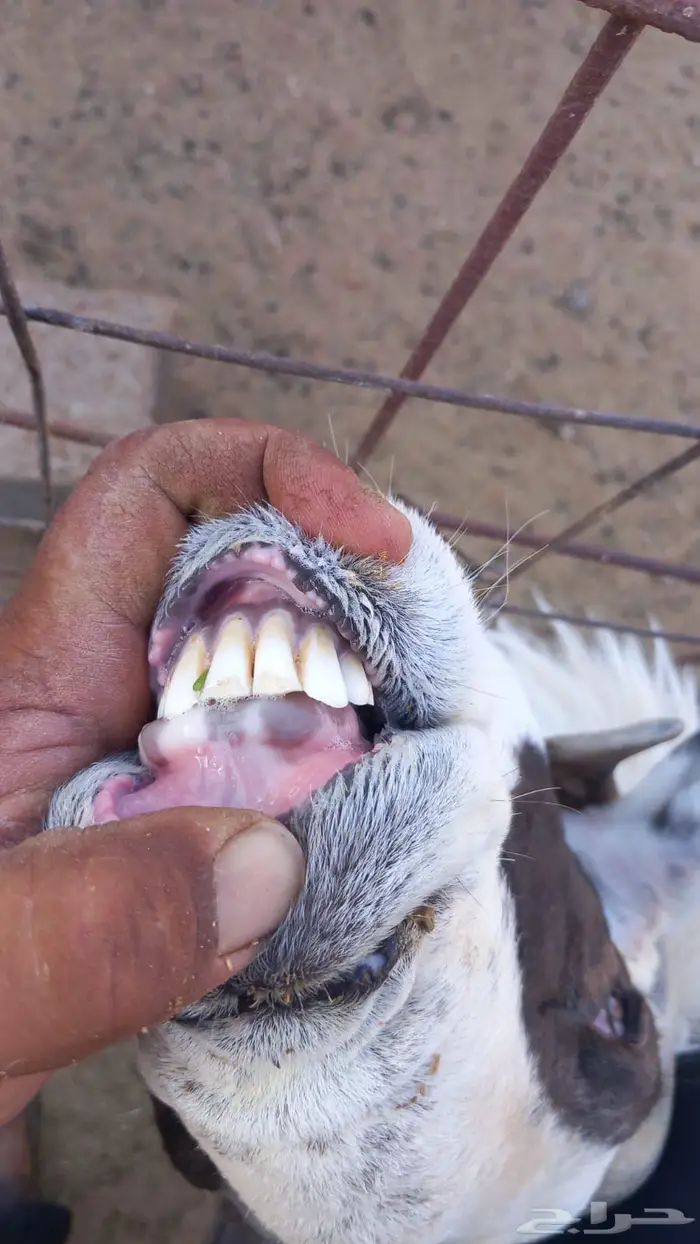 خروف طيب للبيع 3