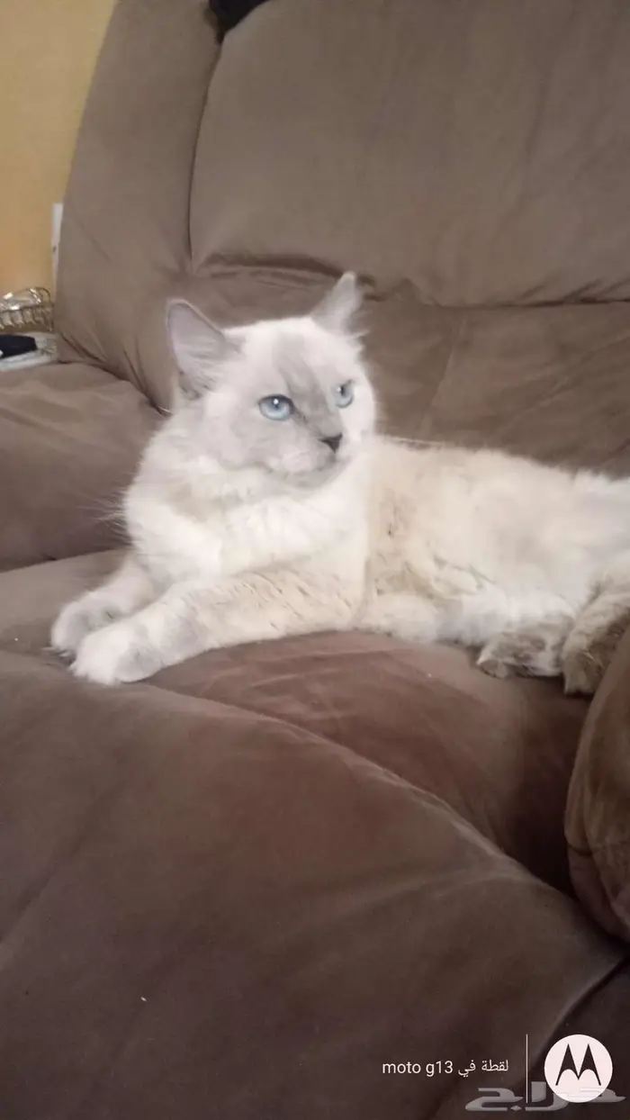 Himalayan cat قطه هملايا 0