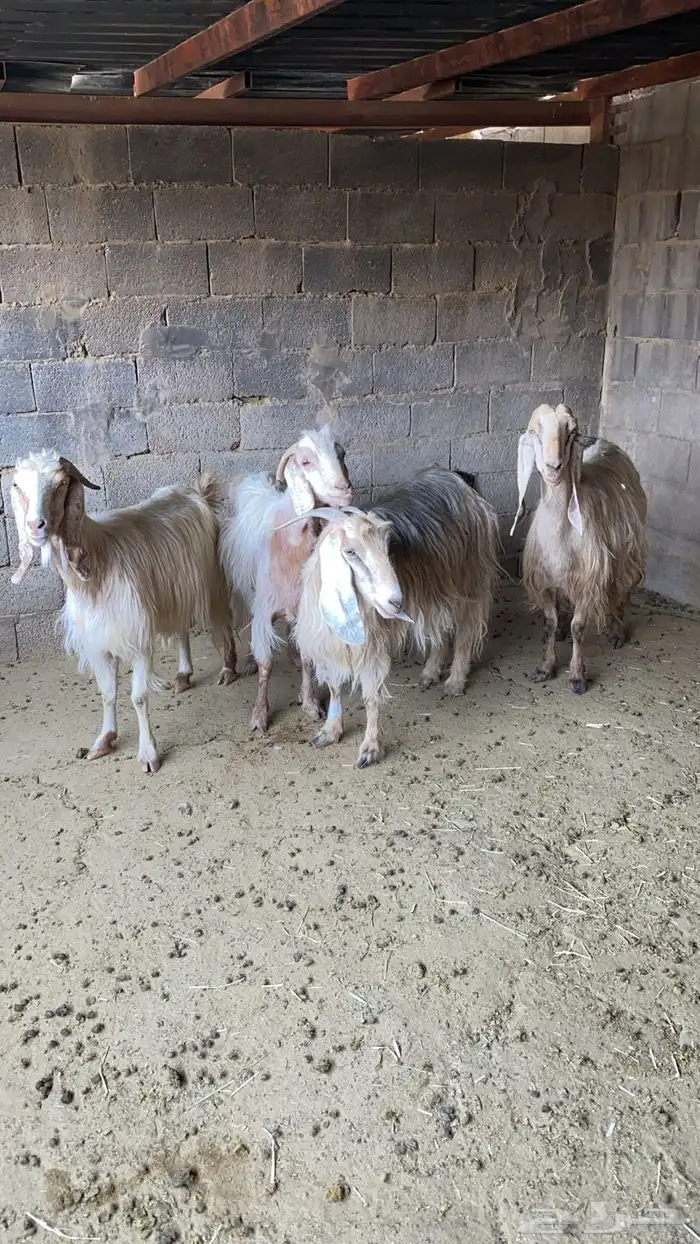 معزاء عوارض صفر 2
