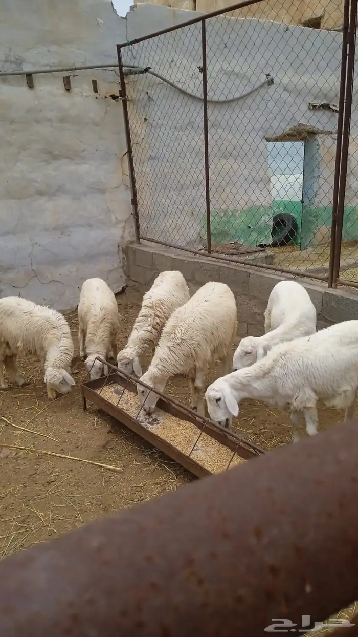 احد رفيدة الفرعين 0