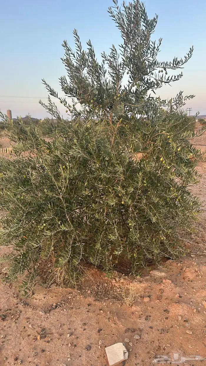 اشجار زيتون نيبالي مثمر ومعمر للبيع 3