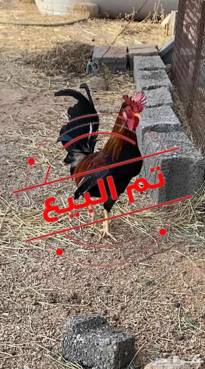 ديك افرق 0
