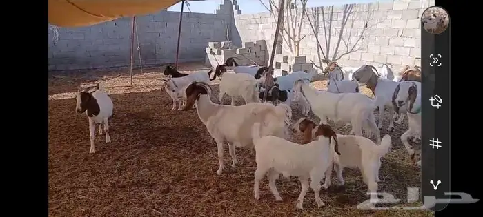 ماعز بورقوت هجين للقناى 12