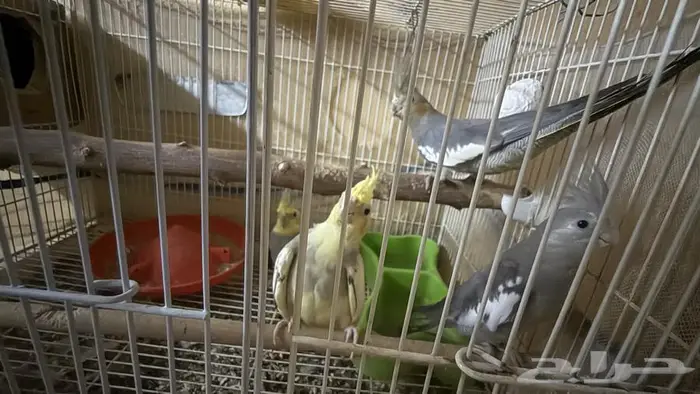 جوز كروان 1