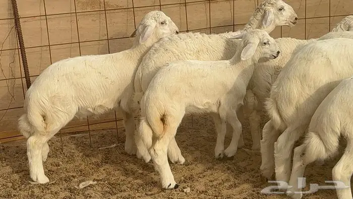 اكثرها رخال 54 تحتها 18 21