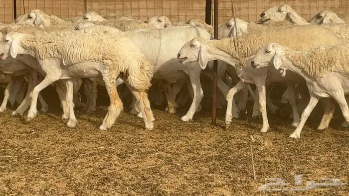 اكثرها رخال 54 تحتها 18 23