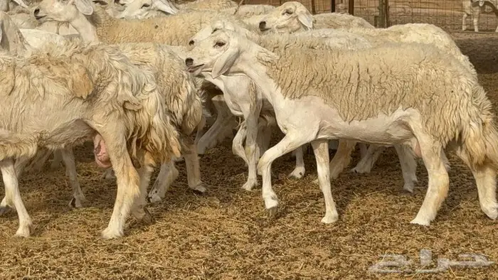 اكثرها رخال 54 تحتها 18 12