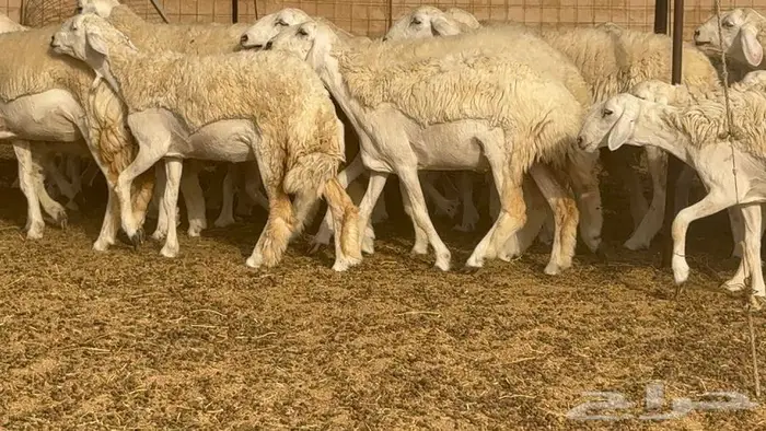 اكثرها رخال 54 تحتها 18 17