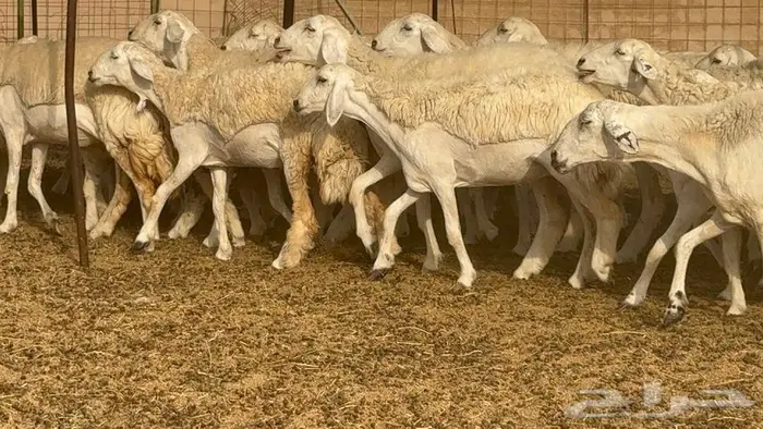اكثرها رخال 54 تحتها 18 49