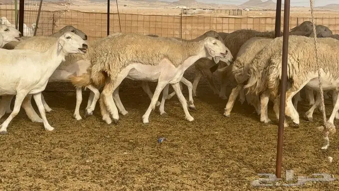 اكثرها رخال 54 تحتها 18 28