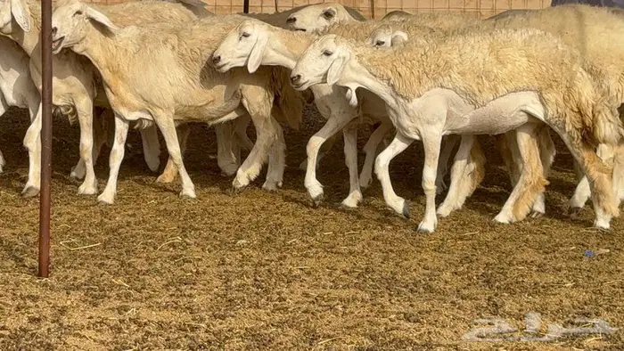 اكثرها رخال 54 تحتها 18 35