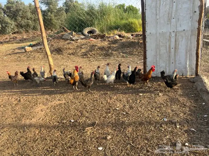 دجاج بياض فيومي وبلدي العدد 37 0