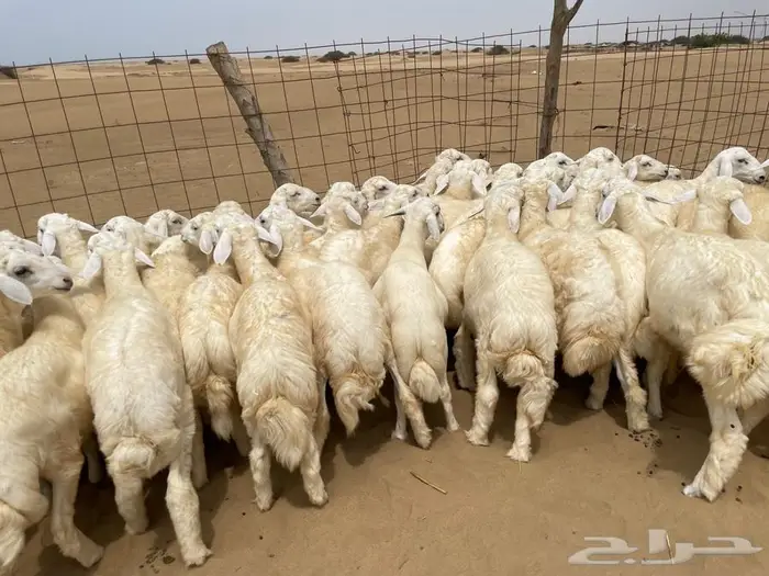 طليان حريه طيبه 50 (تم البيع ) 0