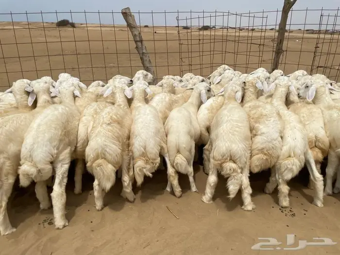 طليان حريه طيبه 50 (تم البيع ) 2