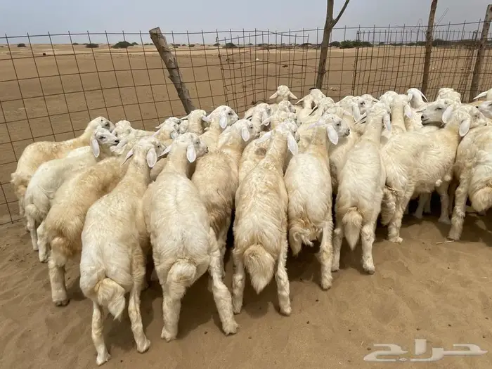 طليان حريه طيبه 50 (تم البيع ) 3