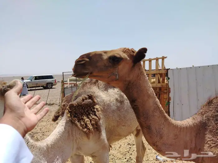بكره عدله و سمينه للبيع 8