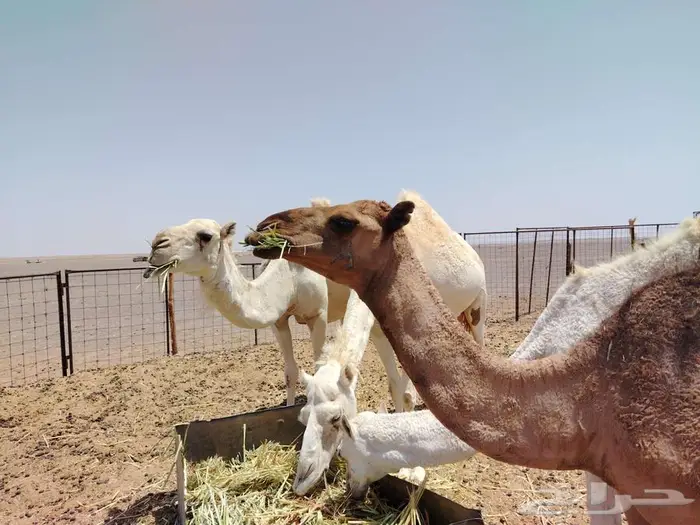 بكره عدله و سمينه للبيع 11