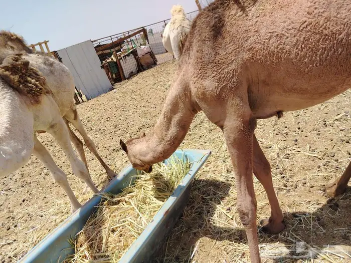 بكره عدله و سمينه للبيع 1