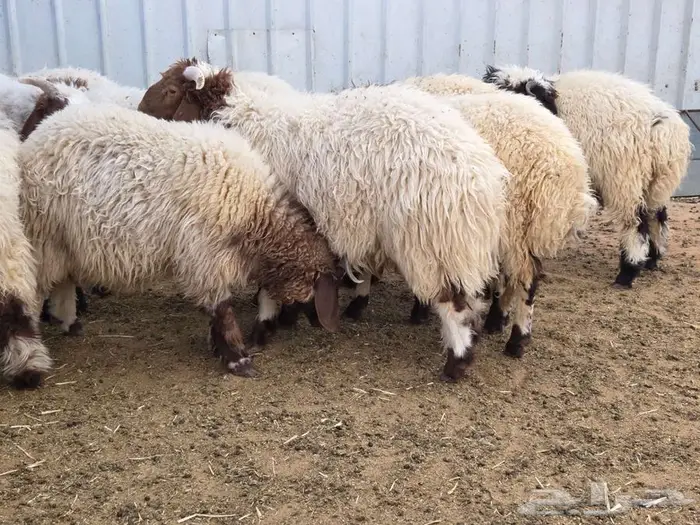 طليان نعيم بلدي 1