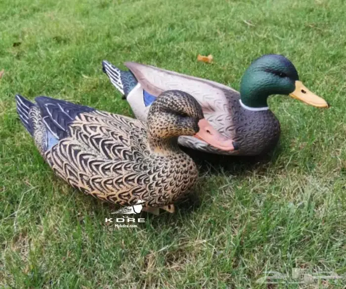 خيالات بط بلبول حذف خضيري 4