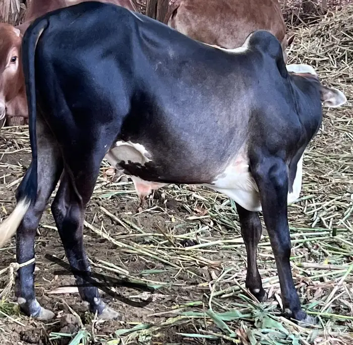 عجول طيبه للبيع 0
