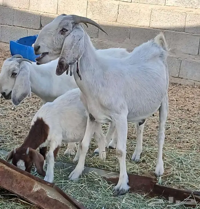 ماعز بورقوت هجين للقناى 16