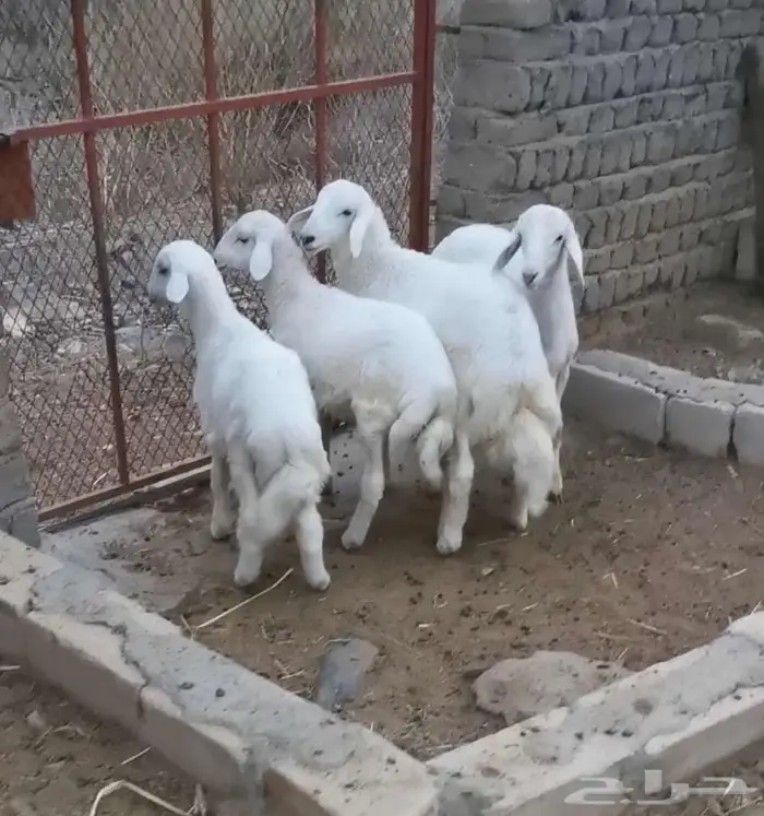 للبيع 4 طليان 0