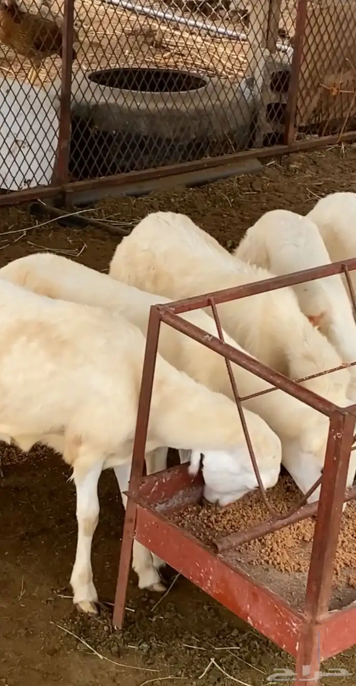 رخيل بلدي مراح تربيه نظيفه ماشاءالله 0