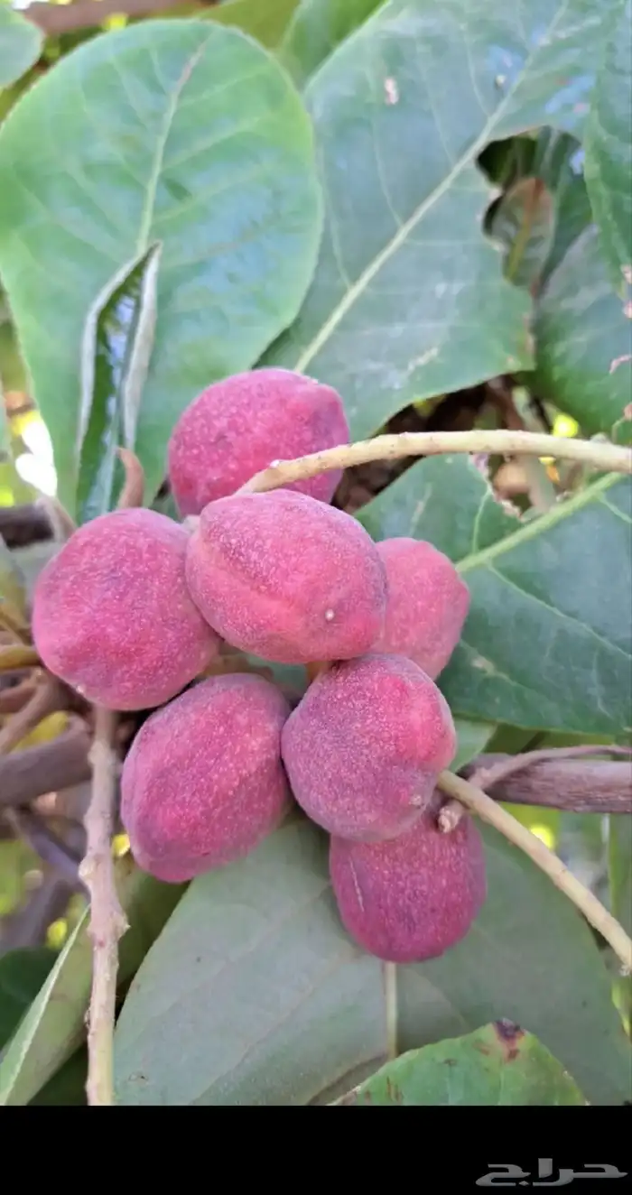 اشجار لوز وثمار لوز جمله ومفرد 2