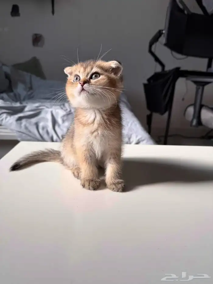قطط للبيع 7
