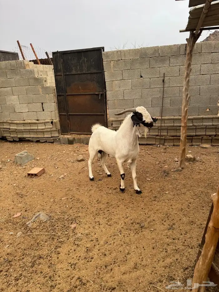 تيس بيشي رباع مد وجنب و رتفاع 2