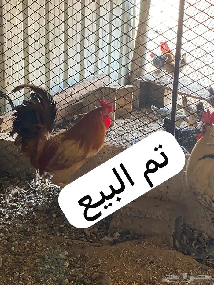 ديك للبيع 0