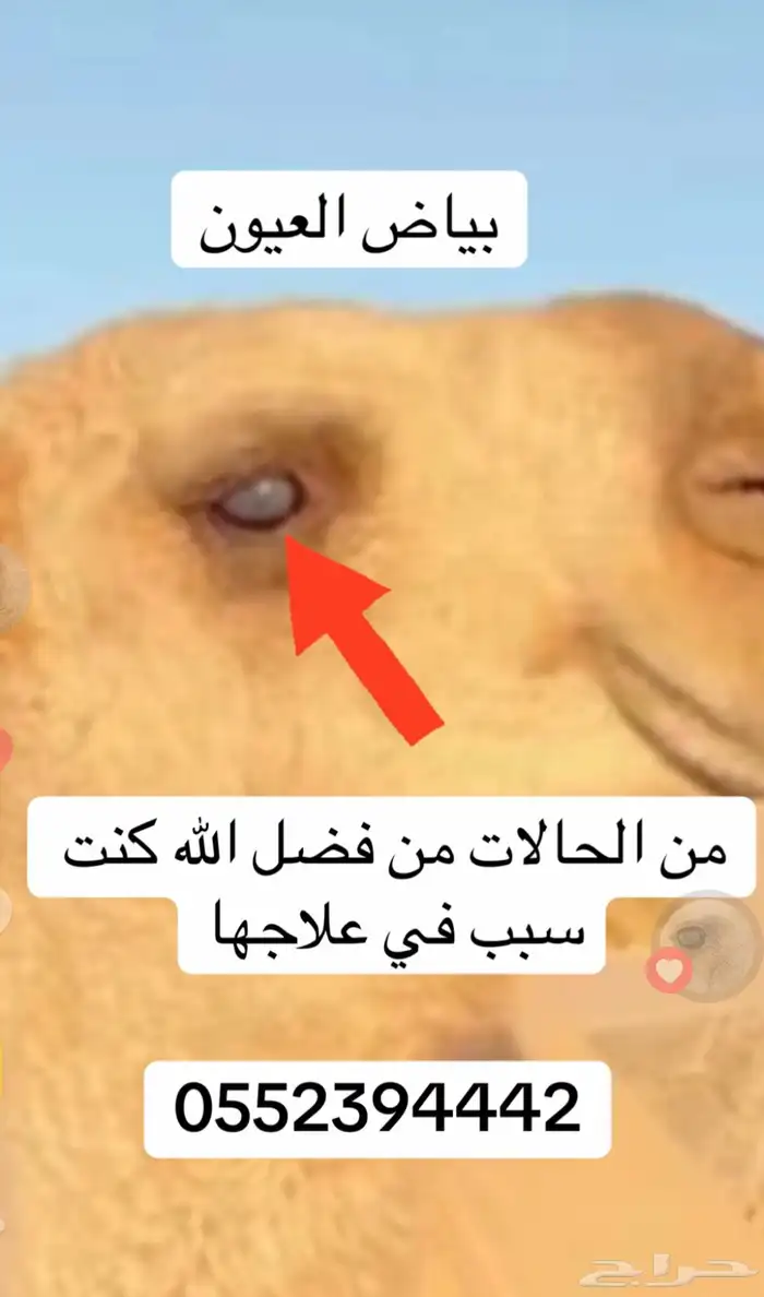 عما وبياض عيون البل 0