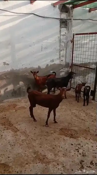 معزا دهم محايليه صنف فاخر للبيع 0