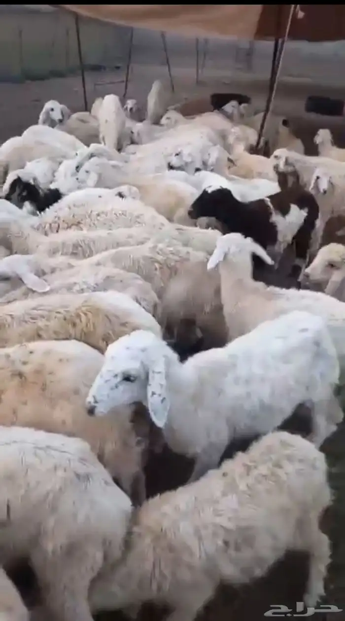 طليان ورخال حرية 8