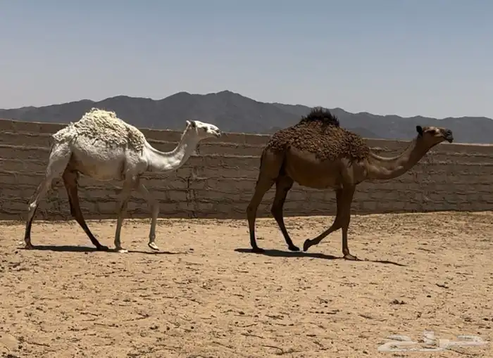 مفاريد وحيران 0