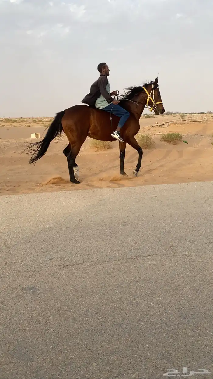 حصان انقلينزي سبوق 3