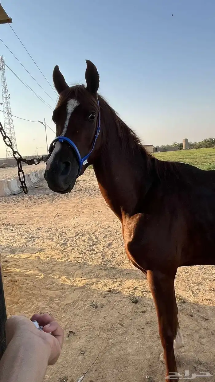 للبيع مهر شعبي 1