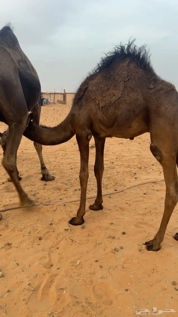 قعدان للبيع 1