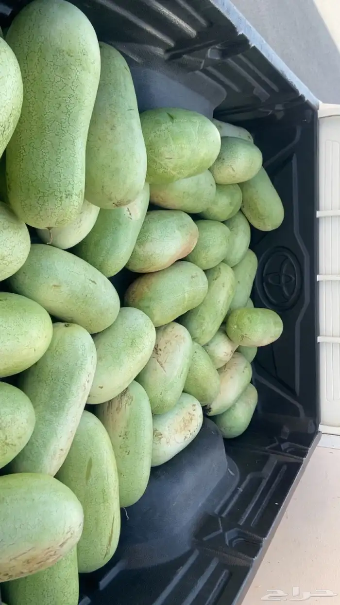 جح او بطيخ الجوف تم البيع 0