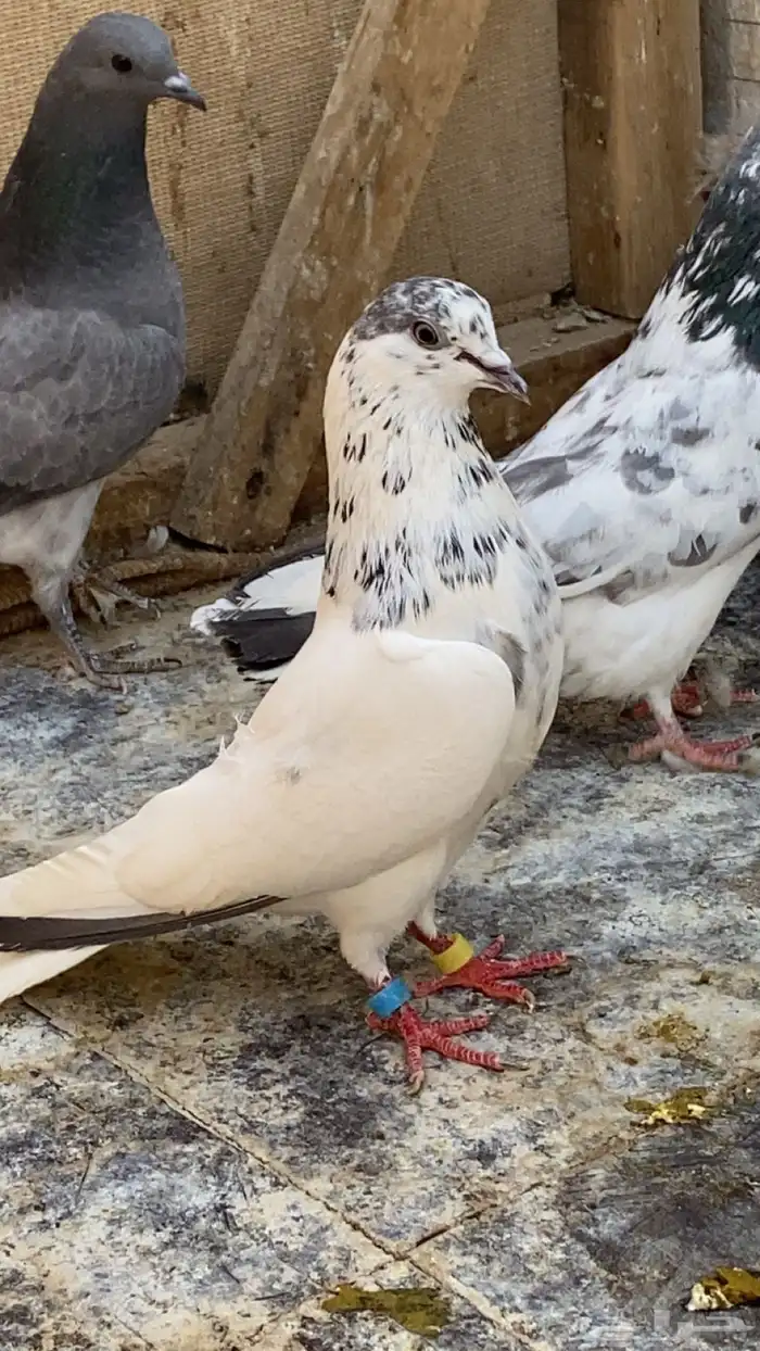 حمام باكستاني 3