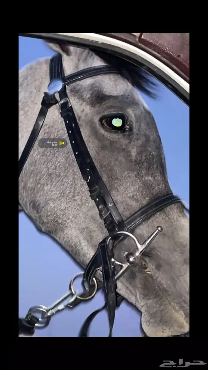 خيل 4