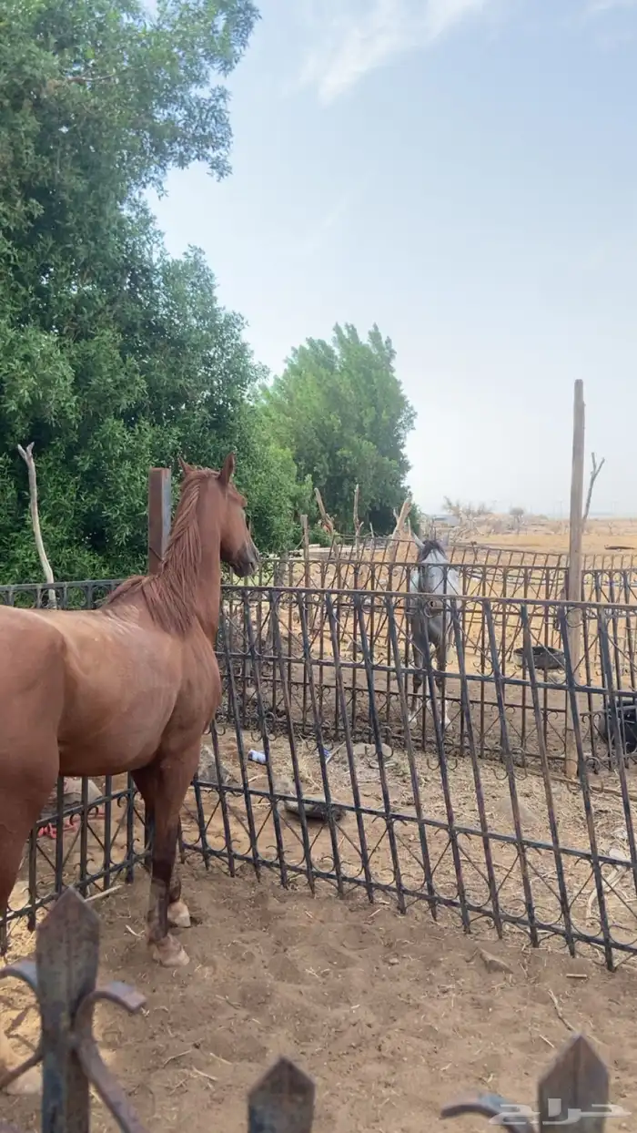 خيل 0