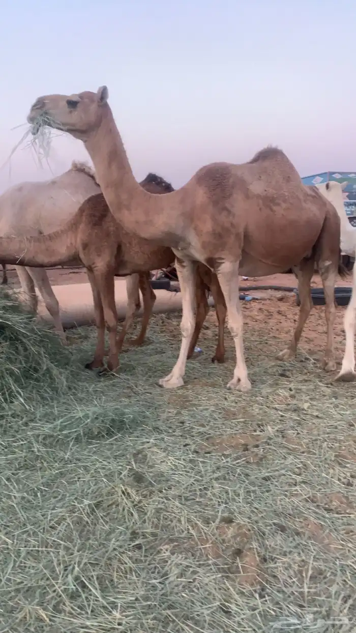 القحه لها 9 شهور 3