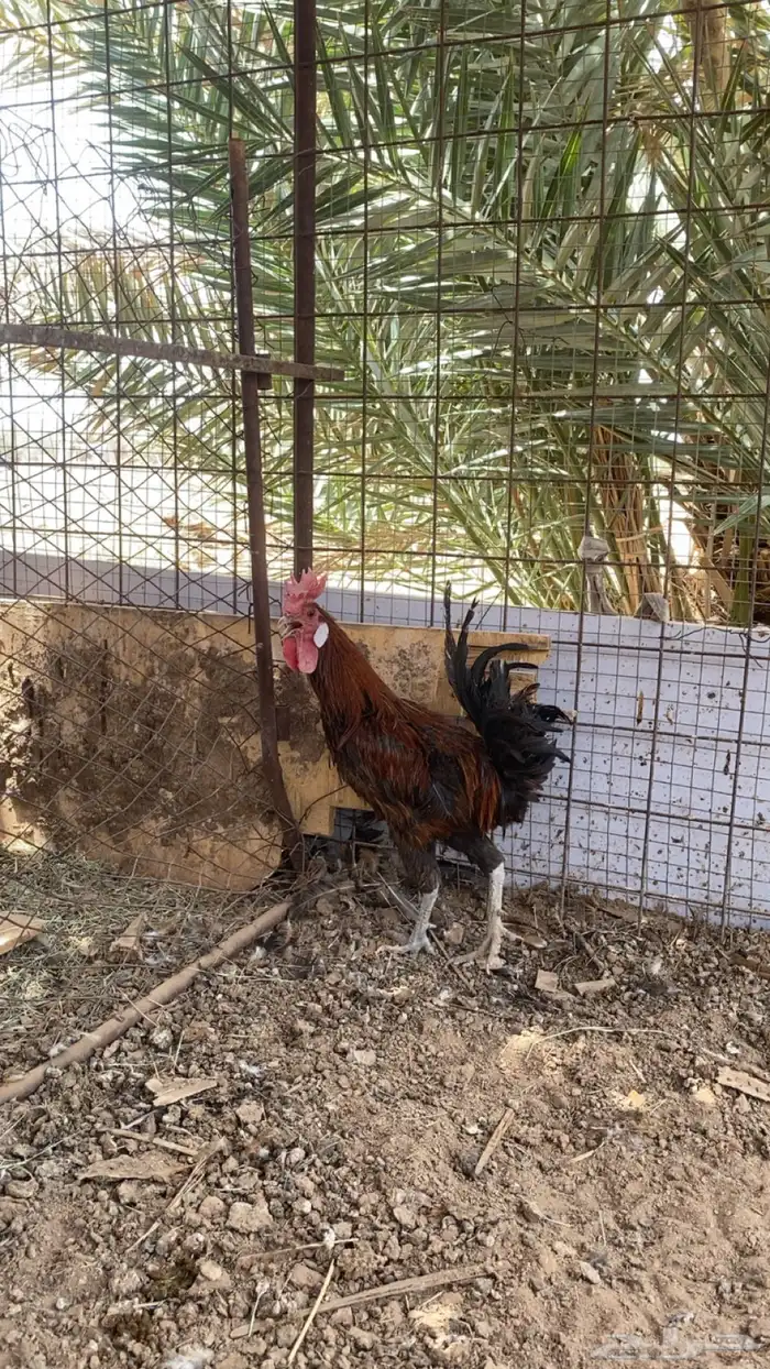 ديك بلدي 3
