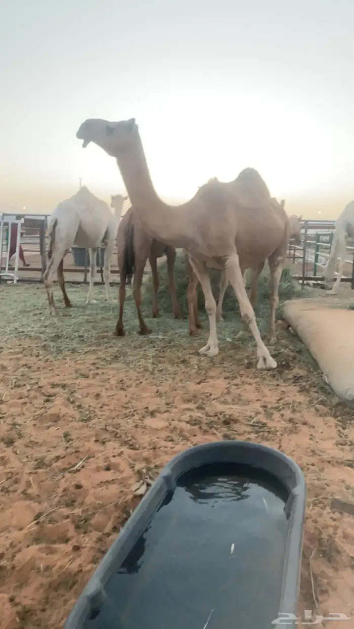 القحه لها 9 شهور 2